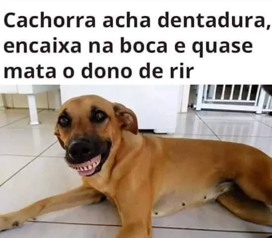 Cachorra de dentadura na boca. Cachorra acha dentadura, encaixa na boca e quase mata o dono de rir.