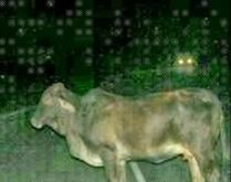 Boi a noite 🐂. Oi de boi, e boi a noite pra vocês do grupos ;).