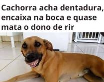 Cachorra de dentadura na boca. Cachorra acha dentadura, encaixa na boca e quase mata o dono de rir.