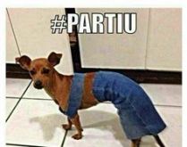 Partiu #Assembleia. Cadela vestida pra assembléia.