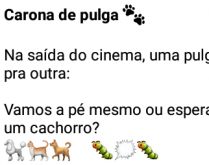 Carona de pulga. Na saída do cinema, uma pulga diz pra outra....