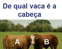 De qual vaca é a cabeça?. Tente adivinhar de que vaca é a cabeça....