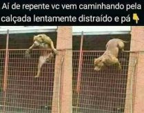 O que faria nessa situação?. E aí, faz de conta que está caminhando tranquilamente na rua, quando olha pro lado vê um cachorro pitbull descendo da grade....