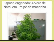 Árvore de Natal era um pé de.... Esposa foi enganada, o motivo: A Árvore de Natal era um pé de maconha..
