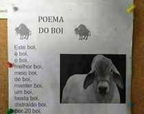 Poema do boi. Esse poema parece um pouco estranho... confira!.