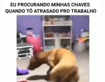 Eu procurando minhas chaves qu.... Cachorro doidão correndo e rodando feito louco kkkkkk.