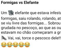 Formigas vs Elefante. Um elefante que estava infestado de formigas, saiu rolando, até que se viu livre....