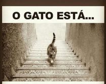 Ilusão de ótica: O gato, est.... E aí o que você acha? O gato está subindo ou descendo?.