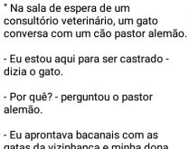 Cachorro do tricolor. Conversa entre um gato e um pastor alemão de um tricolor....