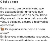 O boi e a vaca. Um boi que era apaixonado por uma vaca que morava do outro lado da cerca, resolveu se apresentar....