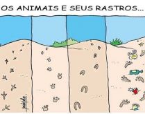 Os animais e seus rastros. Comparação das pegadas de animais e das pegadas humanas na natureza..
