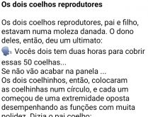 Os dois coelhos reprodutores. Estavam lá... coelho pai e coelho filho, quando o dono deles deu um ultimato....