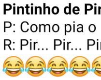 Pintinho de Piracicaba. Sabe como pia o pintinho de piracicaba?.