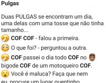 Pulgas. Duas pulgas se encontram e uma delas está com uma tremenda de uma tosse....