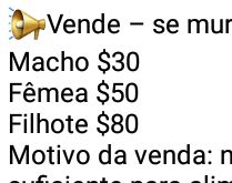 Vende-se muriçoca. Vende-se muriçoca.