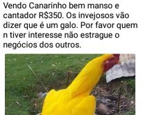 Vendo canarinho cantador. Os invejosos vão dizer que é um galo....