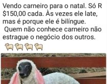 Vendo carneiro para o natal. Só R$150,00 cada. Às vezes ele late, mas é porque ele é bilíngue..