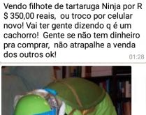 Vendo filhote de tartaruga-ninja. Muitos vão dizer que é um cachorro... kkkkk.