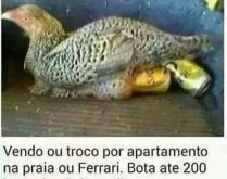 Galinha botadeira de cerveja. Já imaginou essa galinha...? kkkkkk.