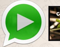 Áudio do grilo. O grupo tá muito parado? Agora ele pode ter trilha sonora também .